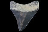 Serrated, Megalodon Tooth - Georgia #72827-1